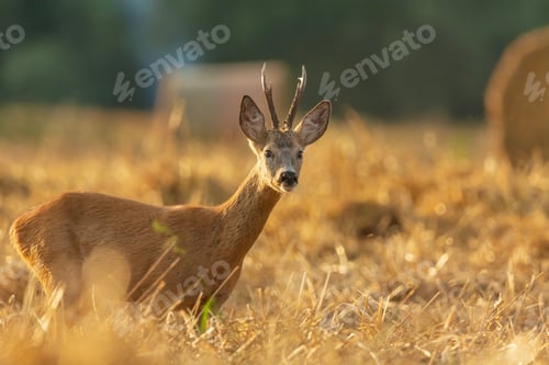 Preview: A roe deer standing in a grain field
