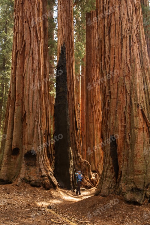 Preview: Mother With Infant Visit Sequoia National Park In California, Usa