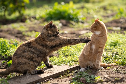 Preview: Don’t touch me. A turtle-colored cat fights with a ginger cat. Two cats