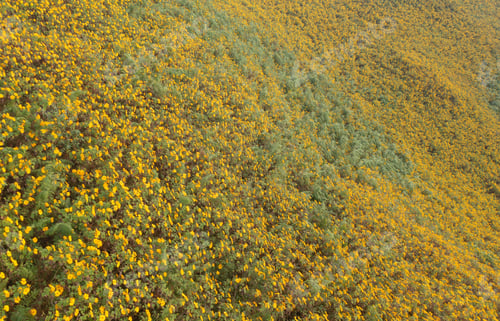 Preview: Tree Marigold or yellow flowers in garden park and mountain hills in Mae Hong Son, Thailand. Nature