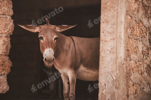 Preview: Donkey in doorway