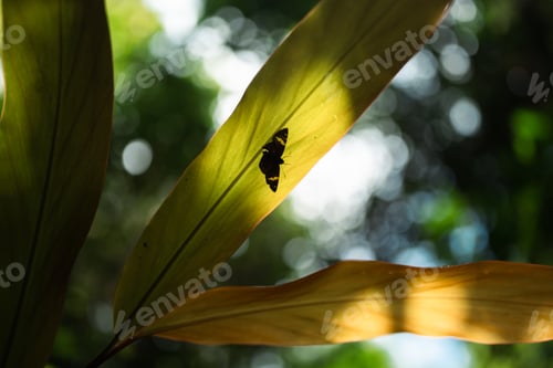 Preview: Nature Vibrant Green Leaves and Fresh Foliage Forest, Conservation Ecology
