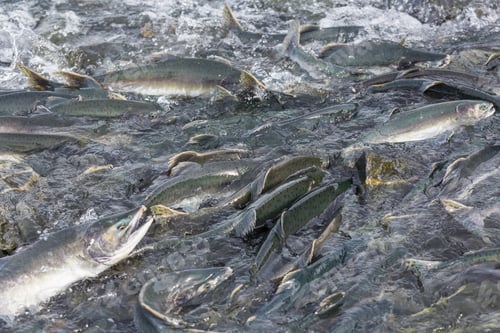 Preview: Spawning salmon
