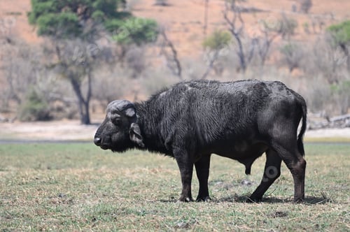 Preview: A single male cape buffalo, grazing, at Chobe National Park, in Botswana