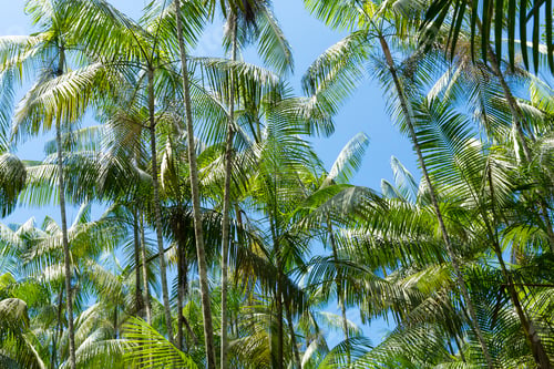 Preview: Acai Tree In Amazon, Brazil