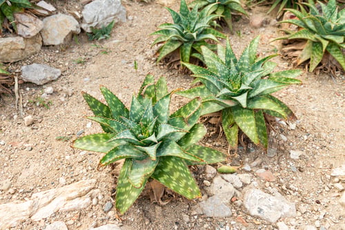 Preview: green bushes of succulent plant with spiderweb on sunny day
