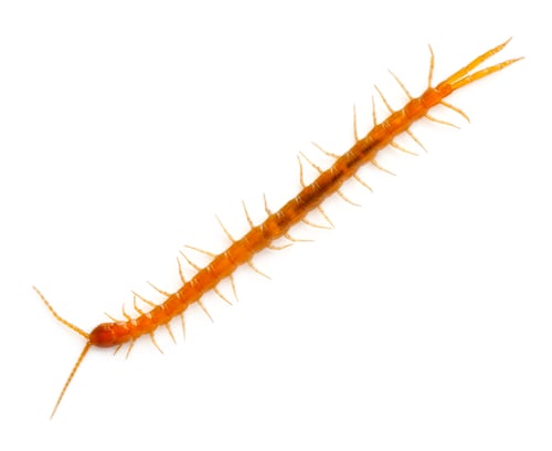Preview: Centipede in front of white background