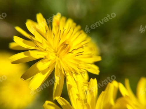 Preview: Flower
