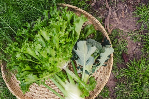 Preview: Growing our own vegetables concept.