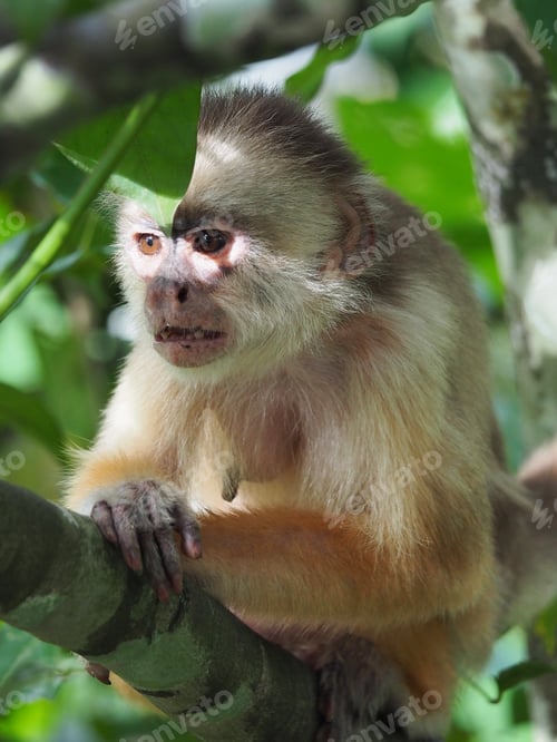 Preview: Vertical selective focus shot of a monkey sitting on a branch of a tree