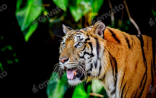 Preview: Indochinese Tiger looking at and walk around the forest is animal wide life.