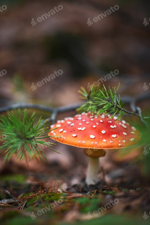 Preview: Poison mushroom under pine branch in autumn forest. Fly agaric in the forest.