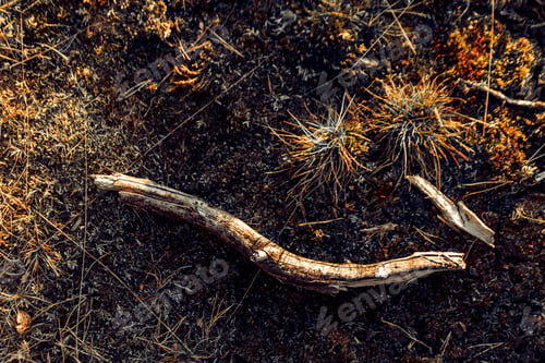 Preview: Closeup shot of ground of the forest with dry branches and leaves, a beautiful fall background