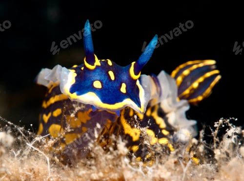 Preview: Nudibranch Felimare picta