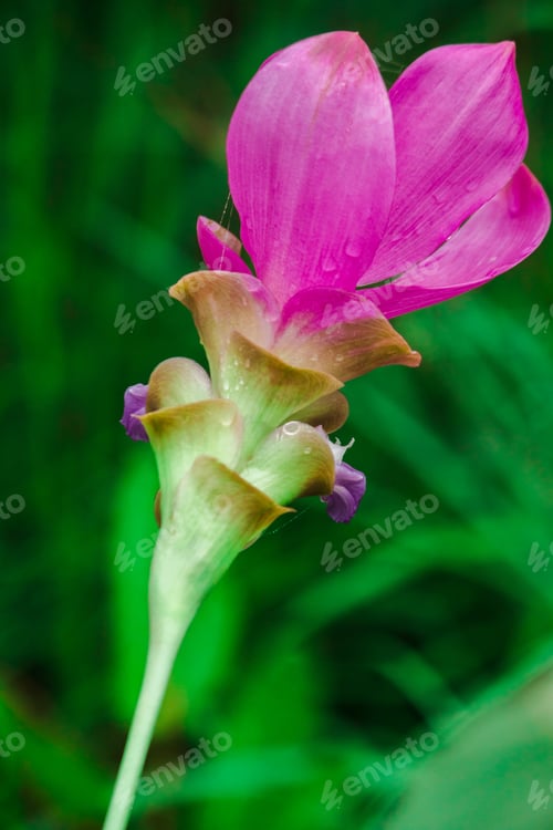 Preview: Curcuma sessilis is a herbaceous plant.