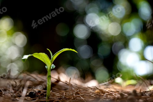 Preview: Plant growing from the ground