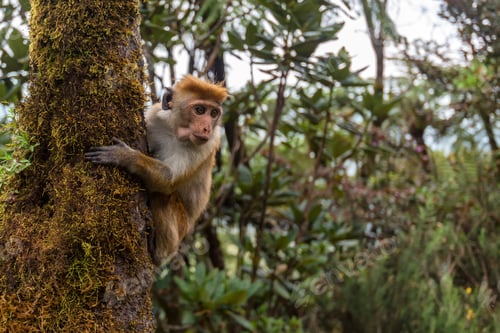 Preview: Srilankan toque macaque or Macaca sinica in jungle