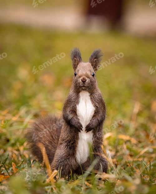 Preview: Up of a red squirrel perched on green grass, standing upright on its hind legs