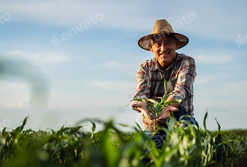 Preview: Portrait of senior farmer in corn field looking at camera holding crop in hands at sunset.