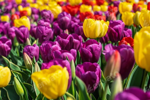 Preview: Colorful Tulip Extravaganza in the Netherlands A Vibrant Floral Display in Spring Blooms