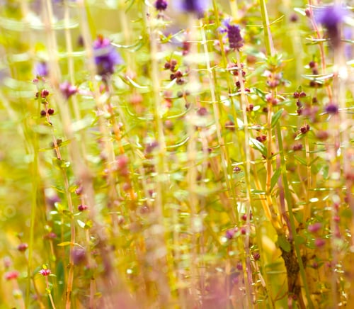 Preview: Beautiful abstract and blurred floral background