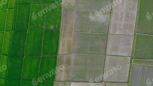 Preview: Fields in Bali are photographed from a drone