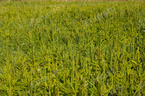 Preview: Fir tree cultivation, nursery in the forest