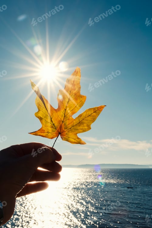 Preview: Autumn leaf in hand with sun.
