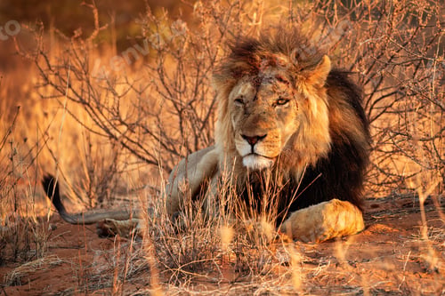 Preview: Male Lion in Namibia Etosh