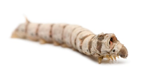 Preview: Silkworm larvae, Bombyx mori, against white background