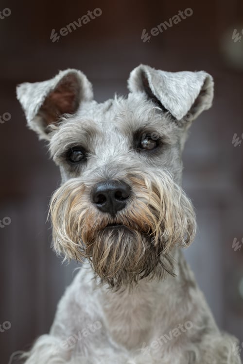 Preview: Portrait of a cute Miniature Schnauzer under the lights with a blurry background