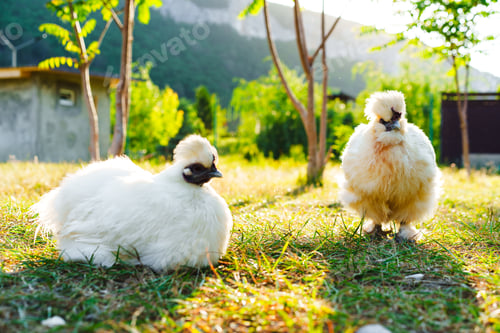 Preview: White silkie chickens relaxing in a lush green garden on a sunny day in a rural setting