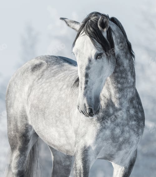 Preview: Gray Horse