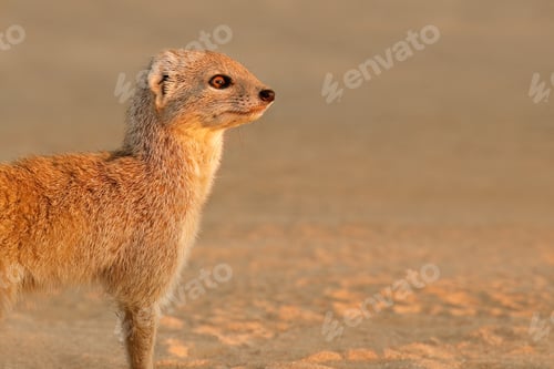 Preview: Alert yellow mongoose portrait