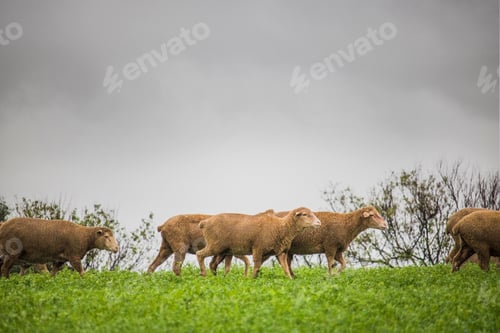 Preview: Following sheep in a green field with dark clouds.