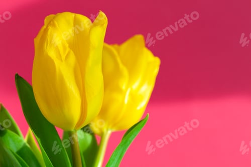 Preview: Several fresh yellow tulips on pink background close up