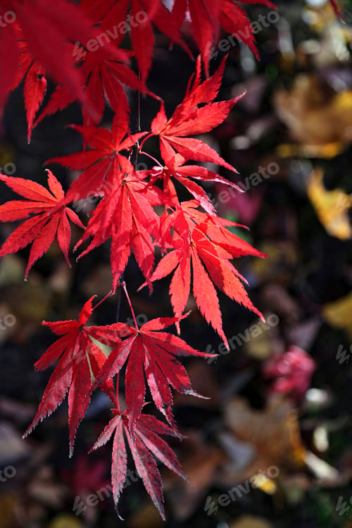 Preview: Bright red branch of Japanese maple or Acer palmatum