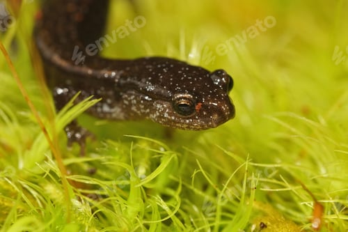 Preview: Closeup shot of an adult, black form of the Western red-backed salamander, Plethodon vehiculum