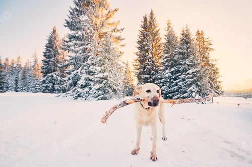 Preview: Dog Carries a Stick in a Winter Wonderland