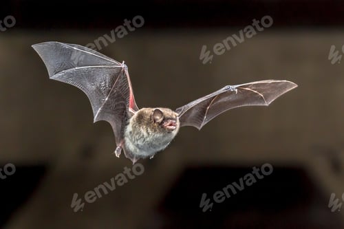 Preview: Flying Daubentons bat