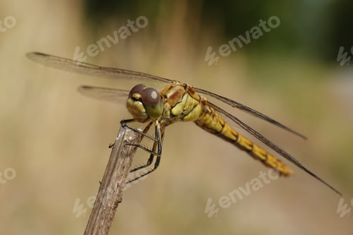 Preview: Vagrant darter (Sympetrum vulgatum)