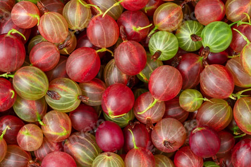 Red gooseberries background. Overhead, close up.