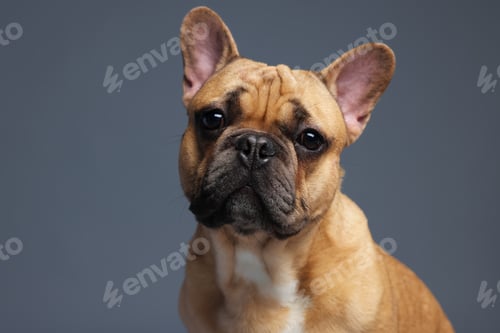 Preview: Portrait of adorable French bulldog dog on grey background