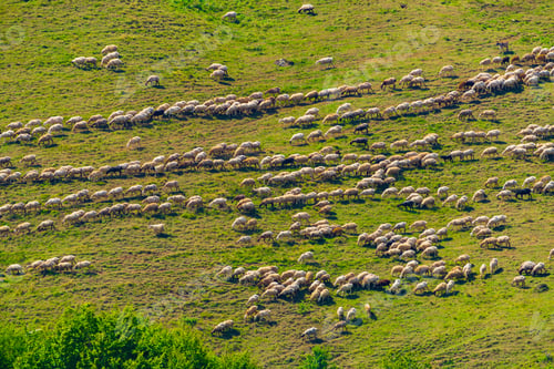 Preview: A herd of sheep grazing on a mountain slope