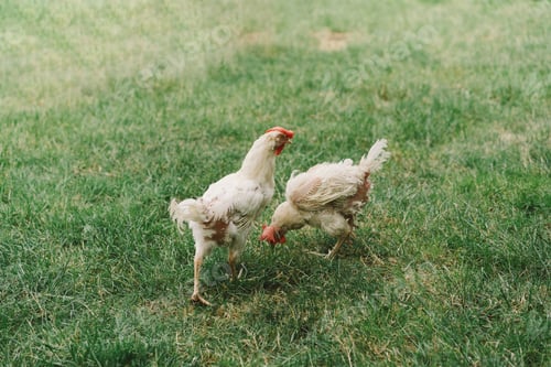 Preview: Sick chickens bald birds without feathers walk on a free range.
