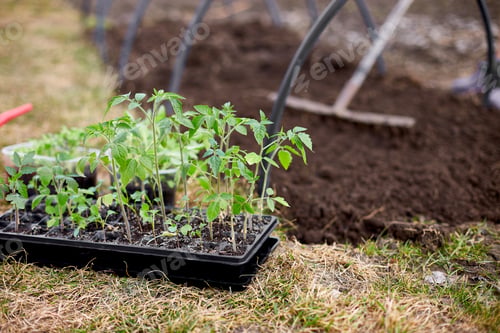 Preview: Woman raking a section of her organic vegetable garden outside