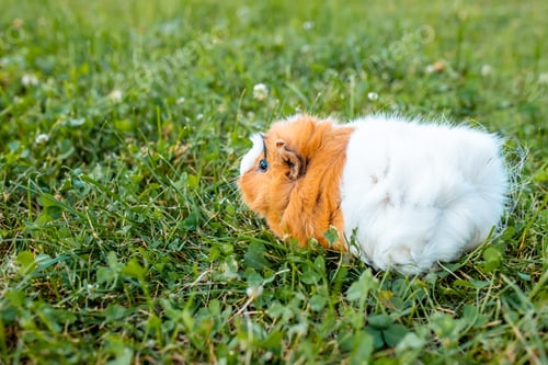Preview: Guinea pig on green grass in the summer crawls and eats fresh food for rodents