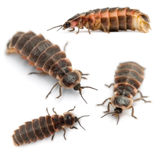 Preview: Common glow-worm of Europe, Lampyris noctiluca, in front of white background