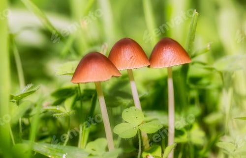 Preview: Closeup focused shot of red agaric mushrooms in the grass with a blurred background