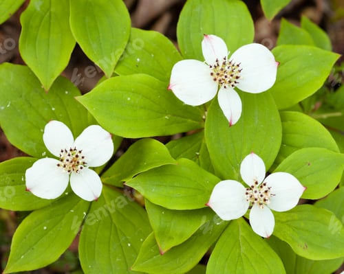Preview: Bunchberry flowers Cornus canadensis blooming